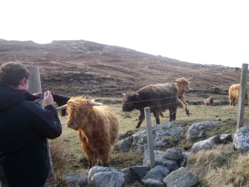 Thomas and some good looking emo Highland coos.